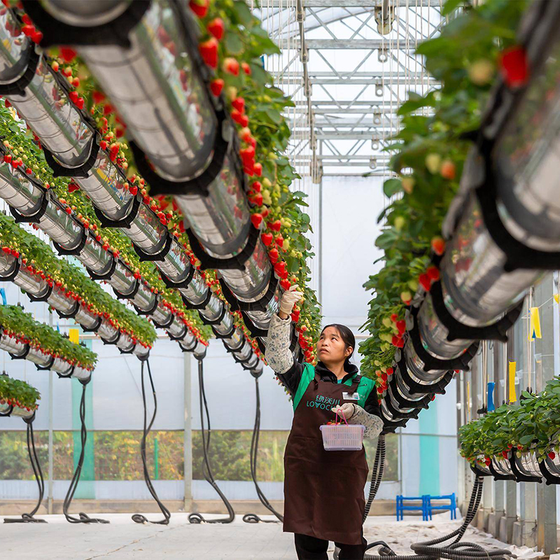 松原市种植槽空中草莓 - 方案