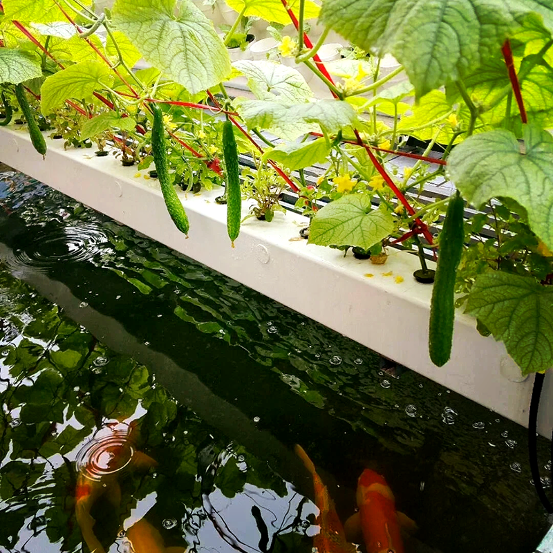 松原市温室大棚鱼菜共生 - 一站式服务